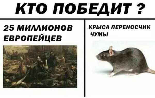 Дератизация от грызунов от крыс и мышей в Брянске