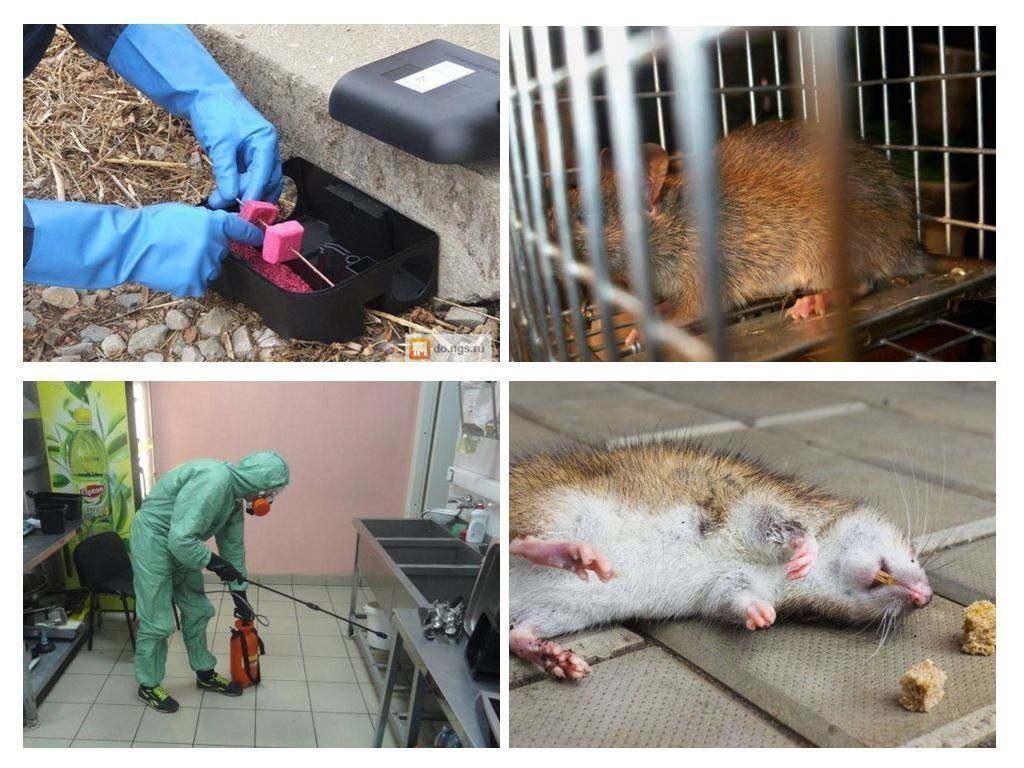 Фирма по уничтожению грызунов, крыс и мышей в Брянске