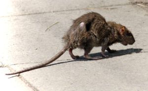 Фирма по уничтожению грызунов, крыс и мышей в Брянске