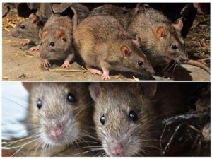 Травить грызунов крыс и мышей в Брянске