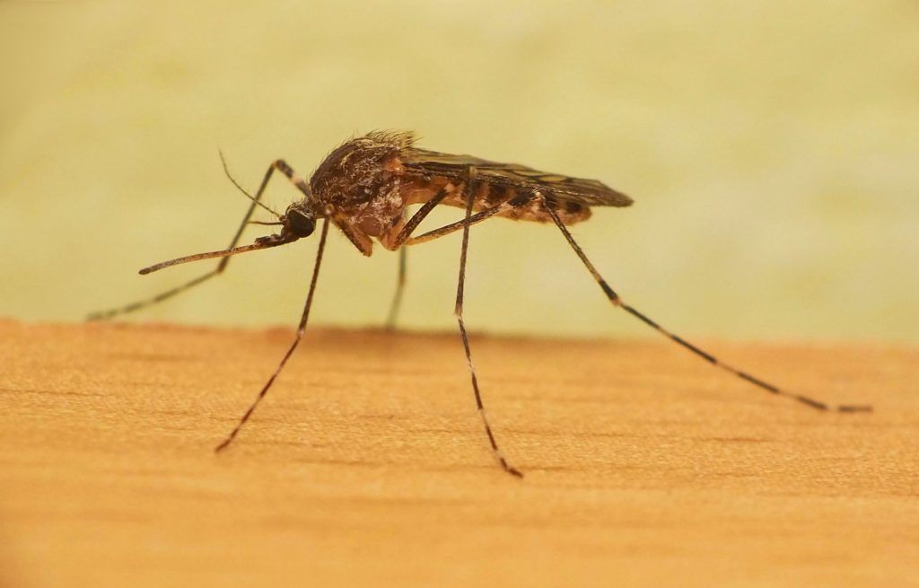 Уничтожение комаров в Брянске