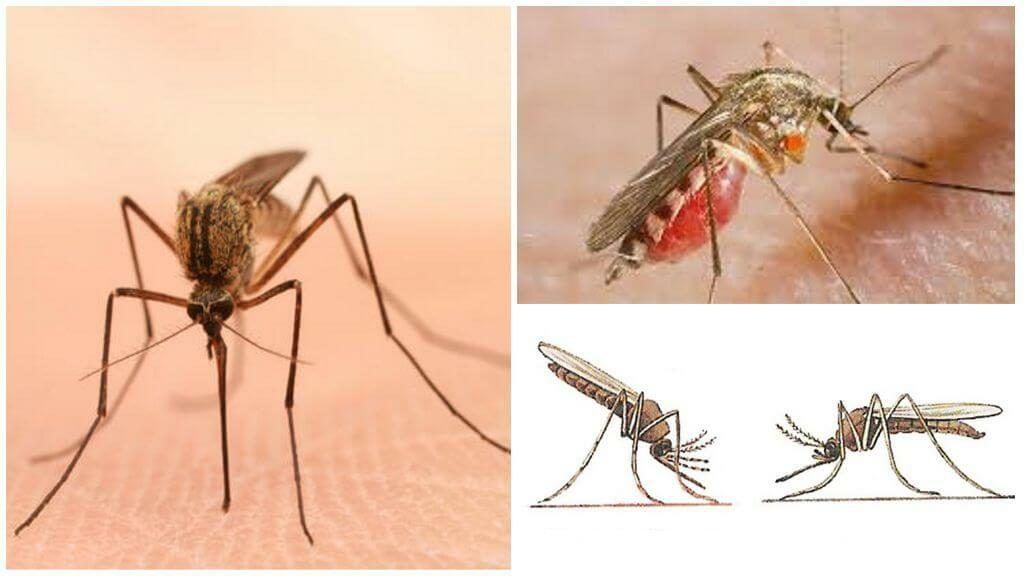 Уничтожение комаров в Брянске