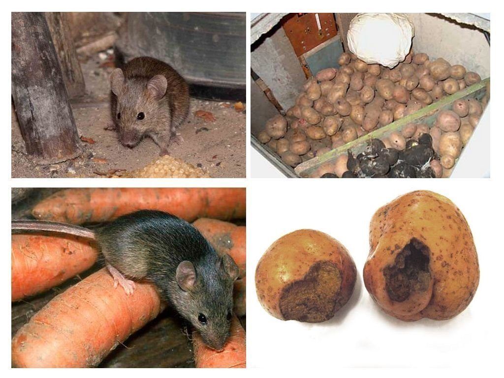 Обработка от грызунов крыс и мышей в Брянске