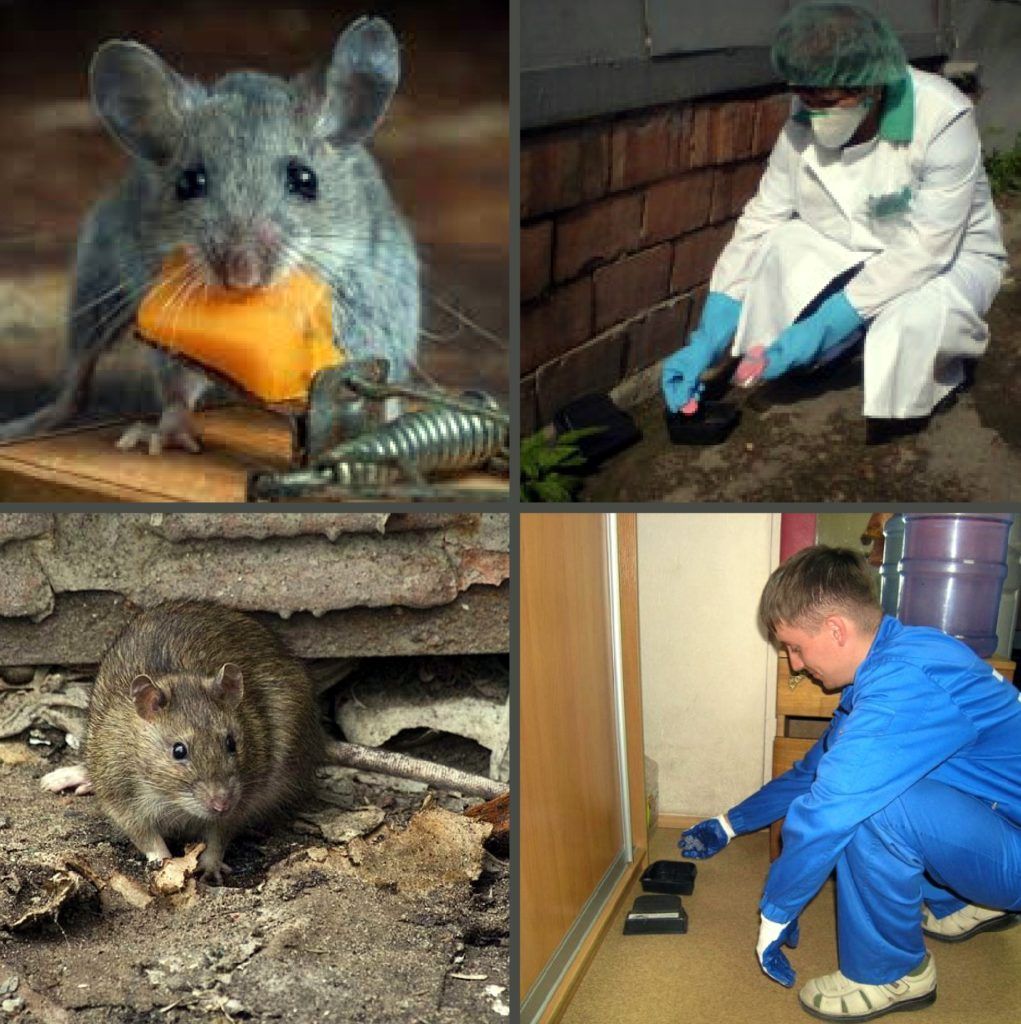 Дезинфекция от грызунов, крыс и мышей в Брянске