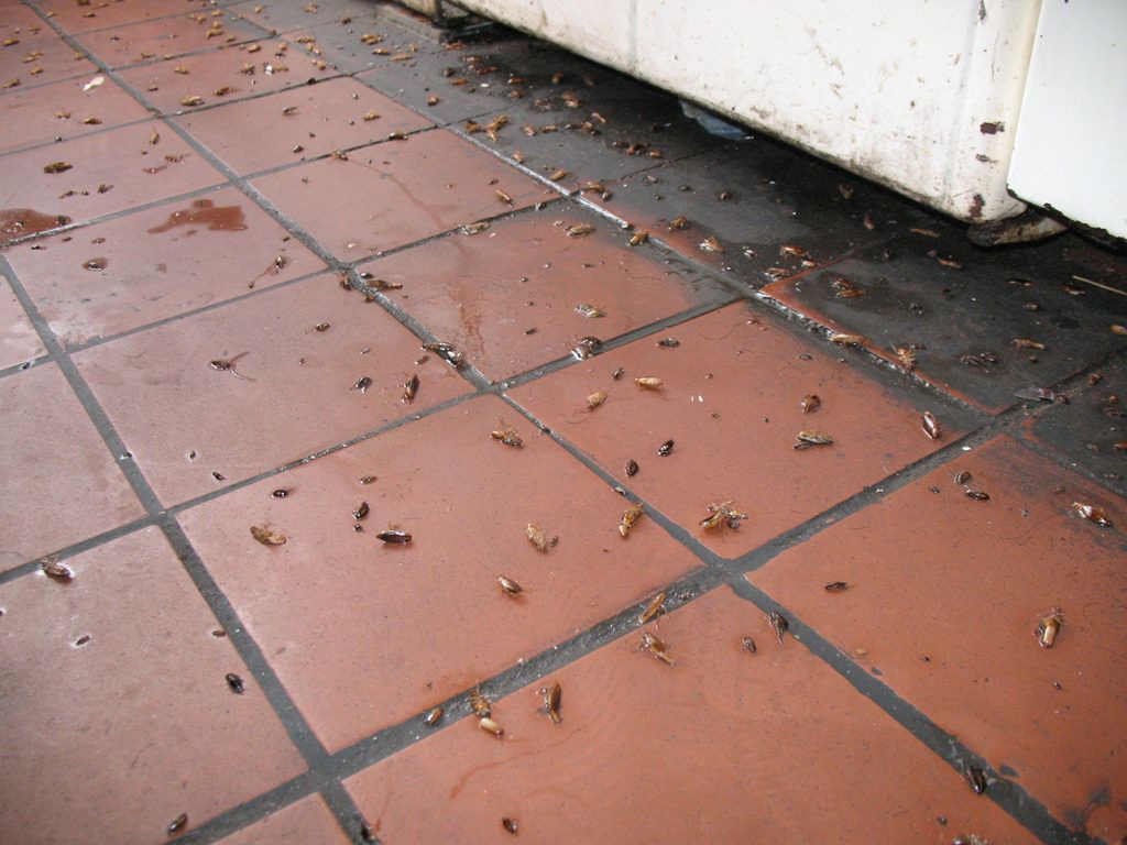 Уничтожение тараканов в квартире в Брянске 