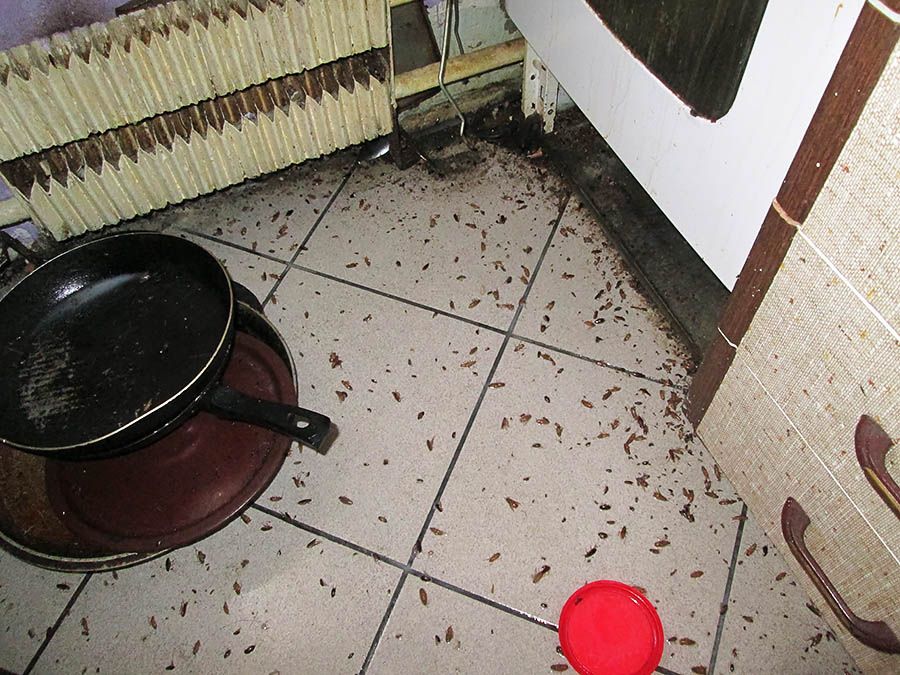 Санэпидемстанция от тараканов в Брянске, вызвать, цены